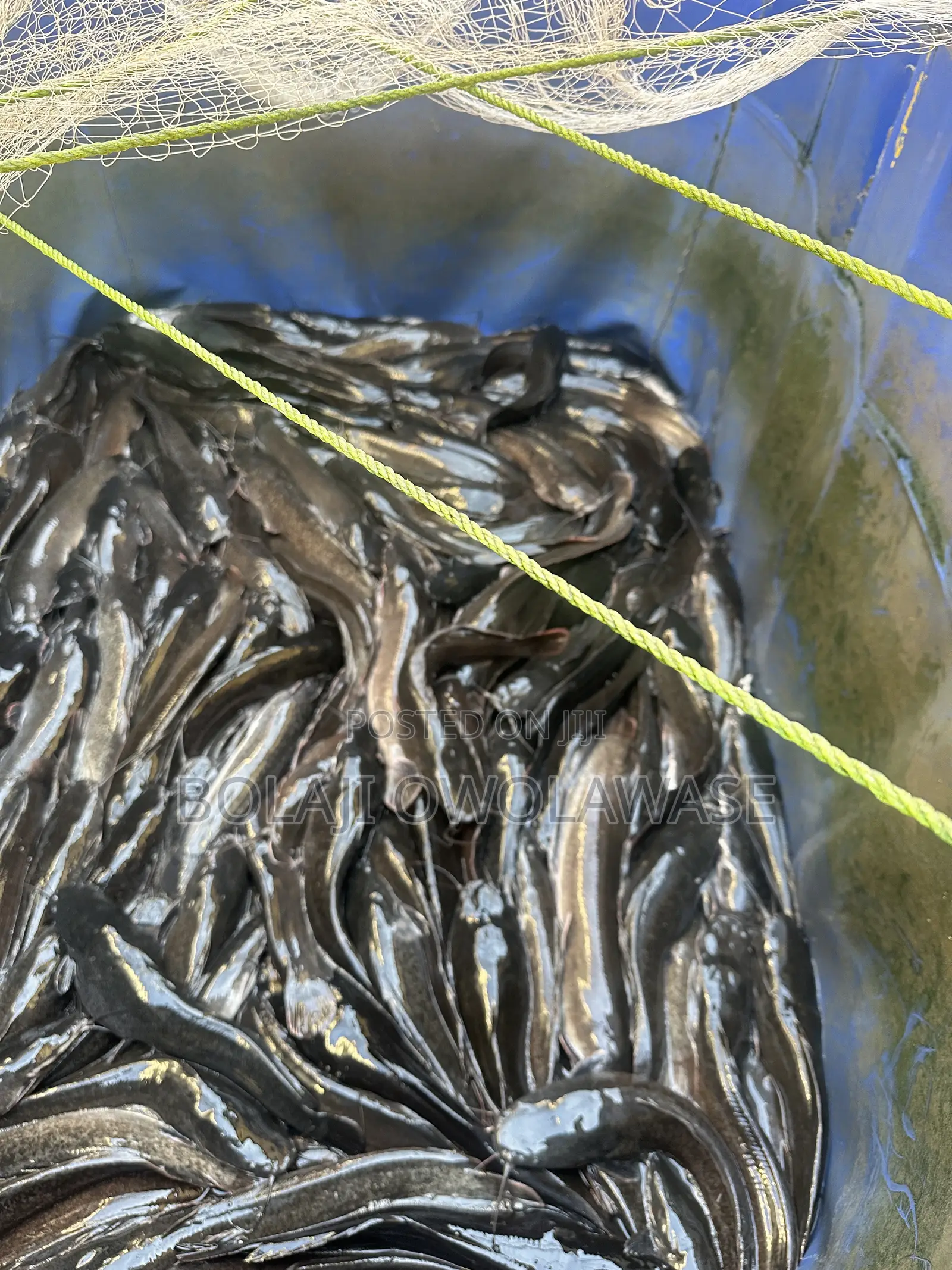 Fresh Cat Fish