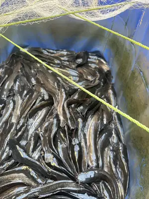 Fresh Cat Fish