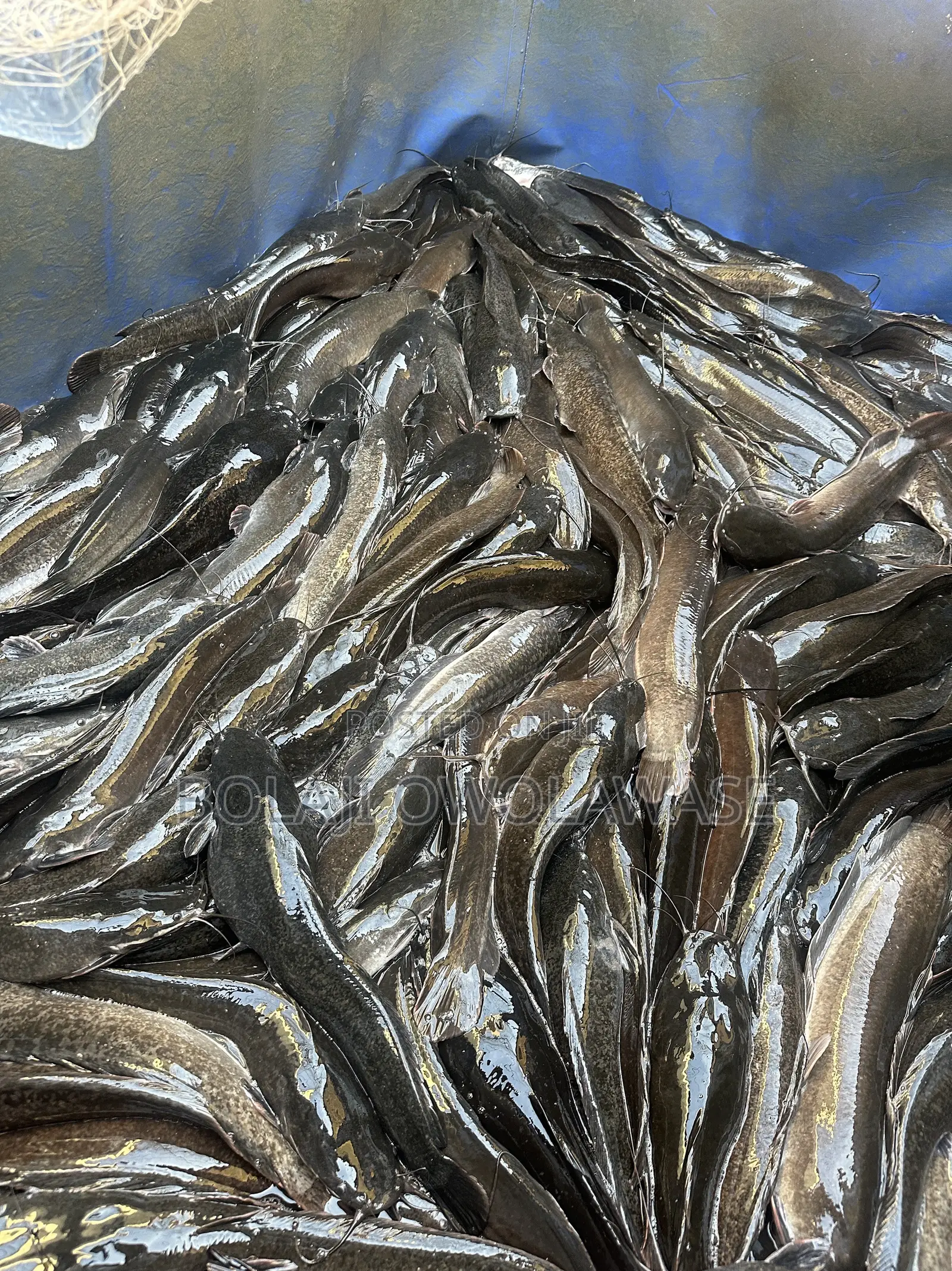 Fresh Cat Fish
