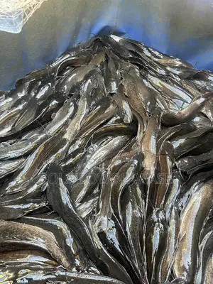 Fresh Cat Fish
