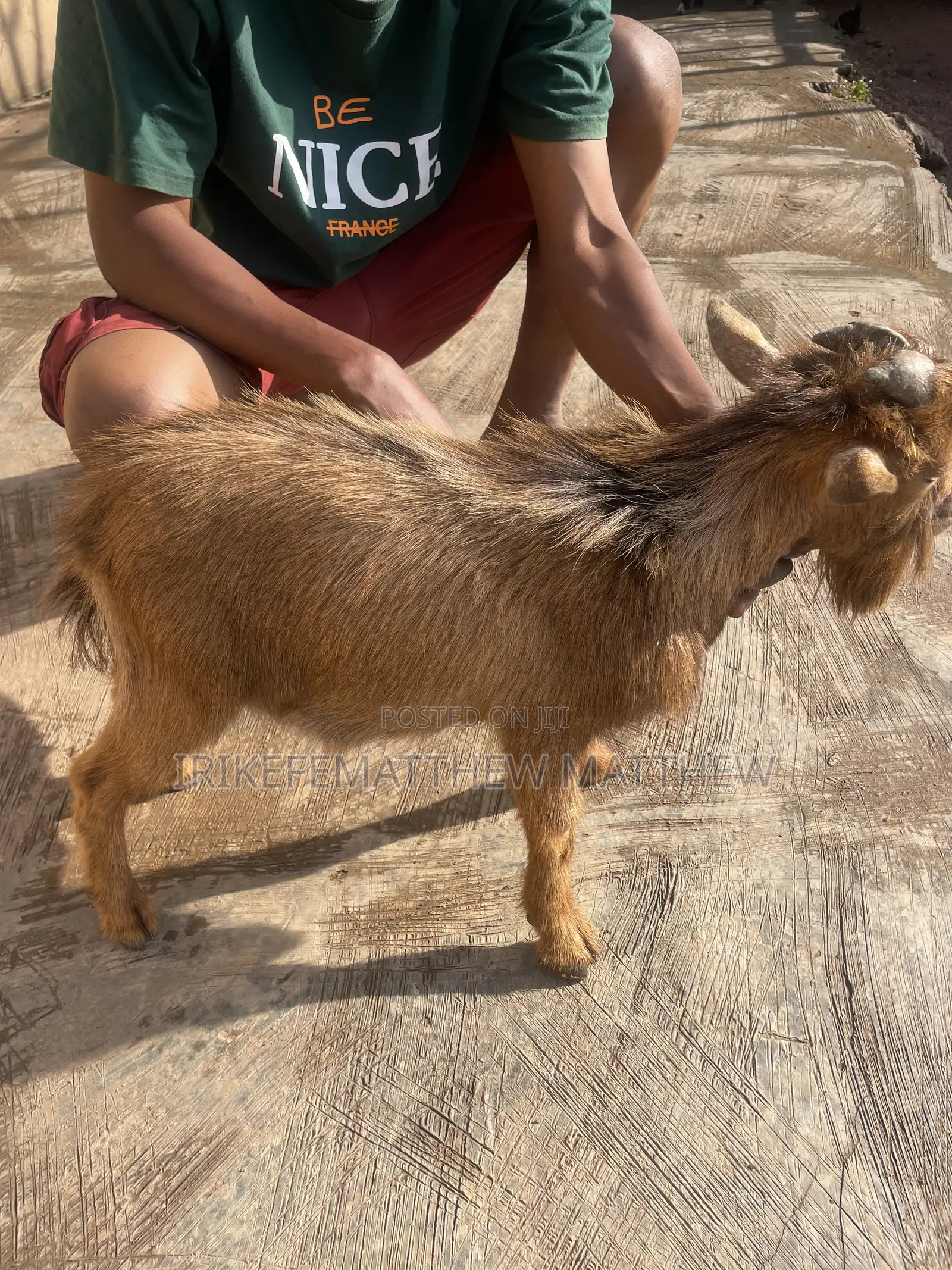 Male Goat Brown