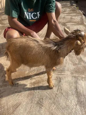 Male Goat Brown