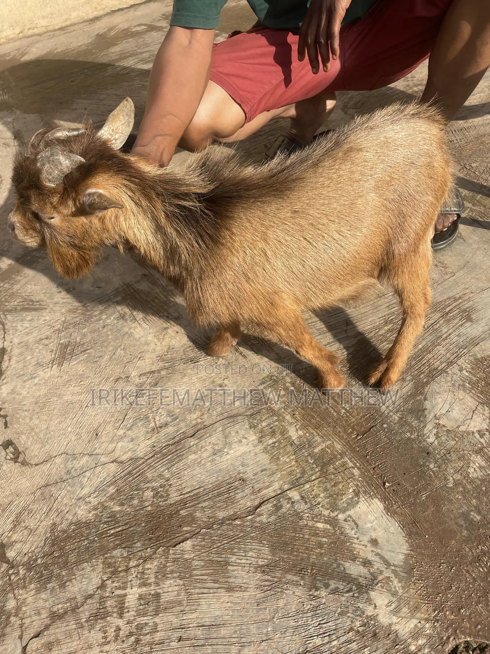 Male Goat Brown