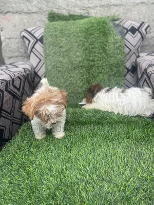 1-3 months Female Purebred Lhasa Apso