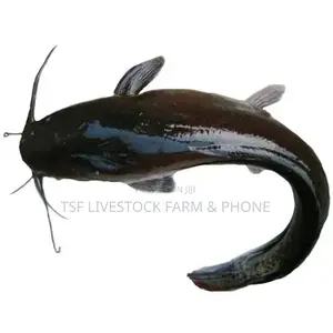 1kg and Above Catfish