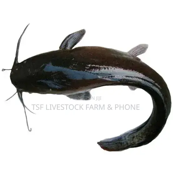 1kg and Above Catfish