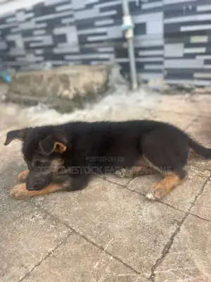 0-1 month Female Purebred German Shepherd