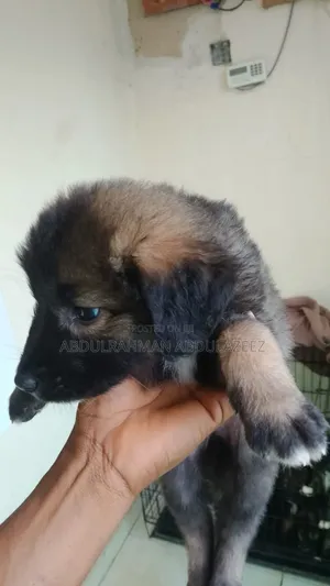 1-3 months Male Mixed Breed Caucasian Shepherd