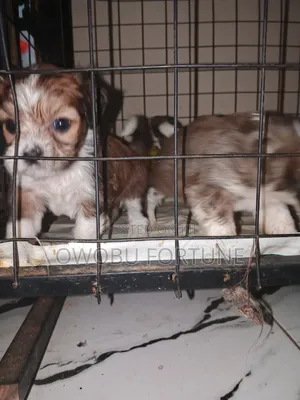 0-1 month Female Purebred Shih Tzu
