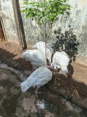 Foreign Turkey for Sale