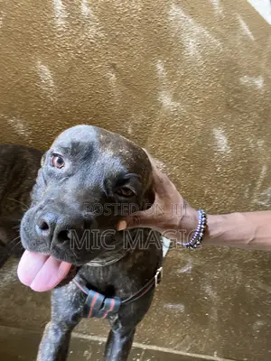 Pet Services