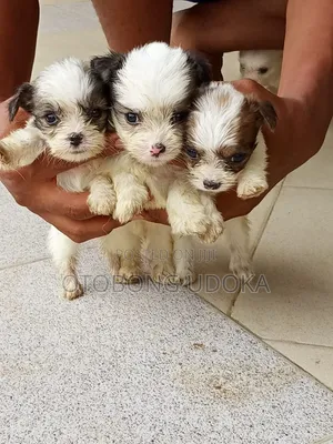 0-1 month Female Purebred Lhasa Apso