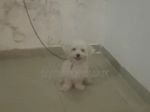 6-12 months Male Purebred Lhasa Apso