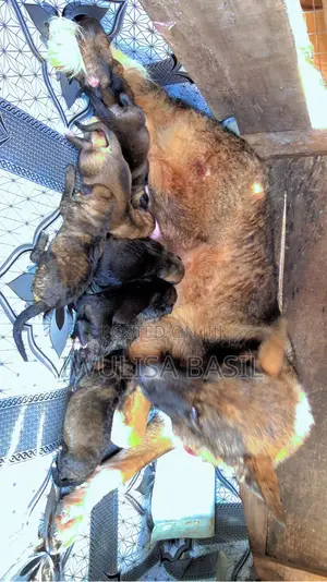 0-1 month Male Purebred German Shepherd