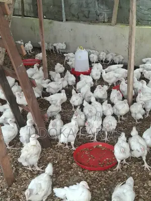 Agrited Broilers,2weeks, Mature Size /Big Chicken