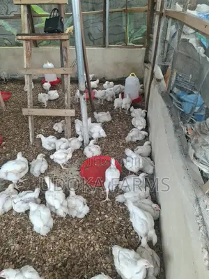 Agrited Broilers,2weeks, Mature Size /Big Chicken
