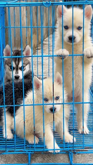 1-3 months Female Purebred Siberian Husky