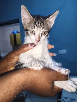 1-3 months Male Mixed Breed Tabby