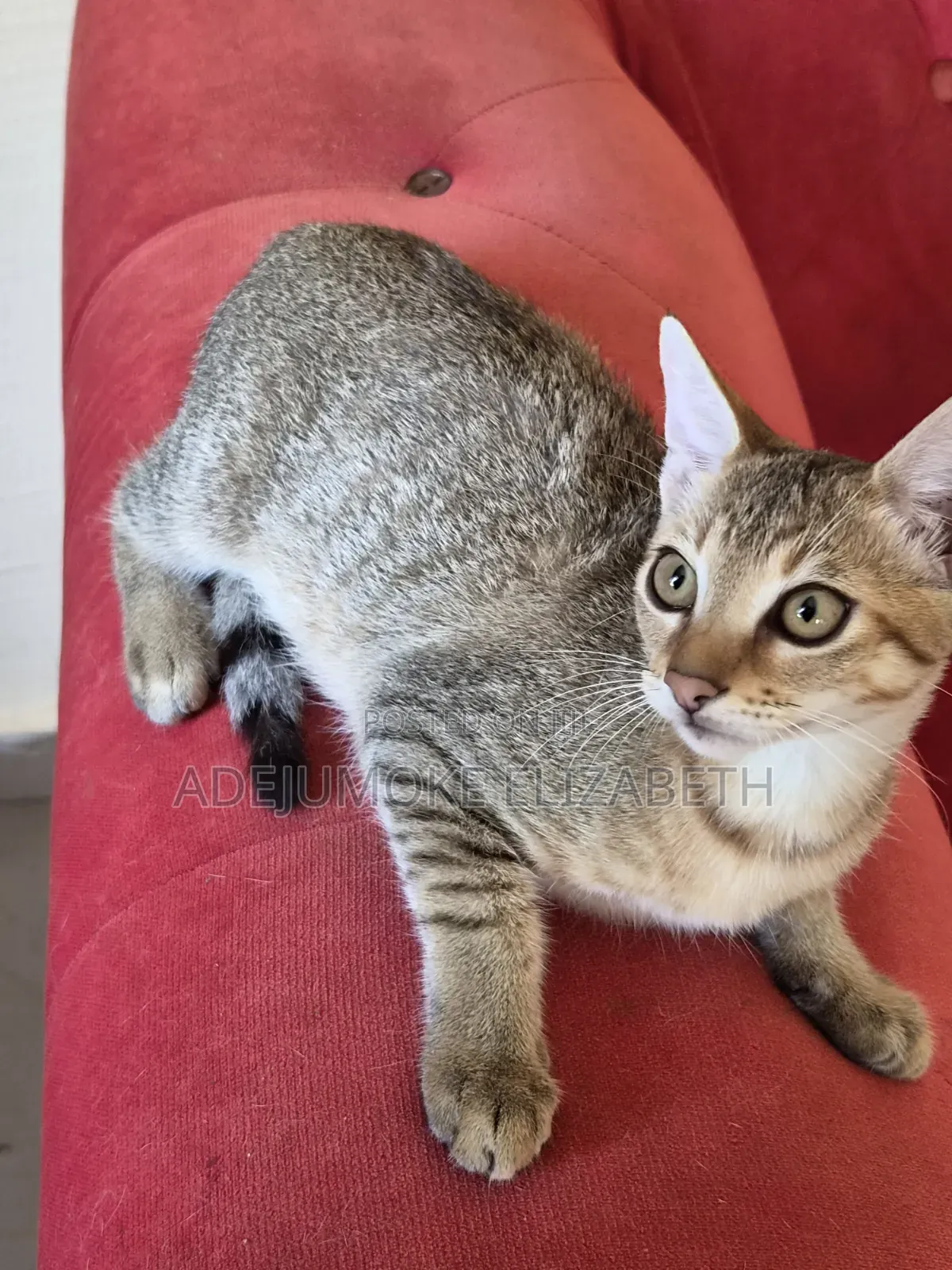 1-3 months Male Purebred Cat