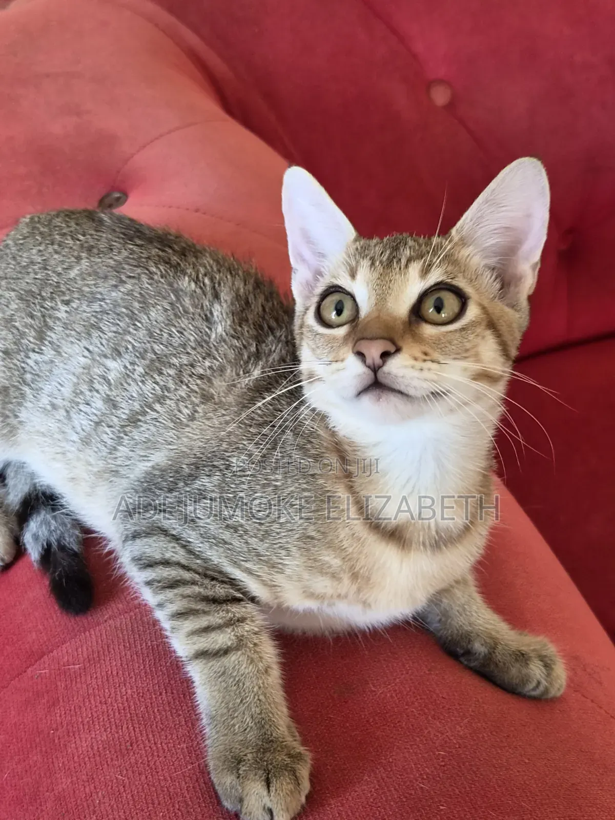 1-3 months Male Purebred Cat