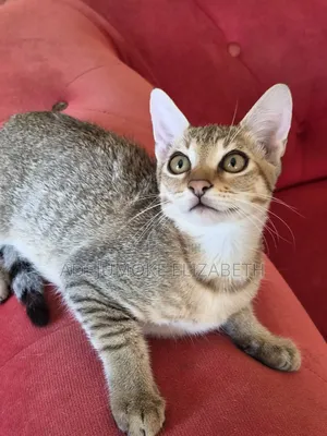 1-3 months Male Purebred Cat