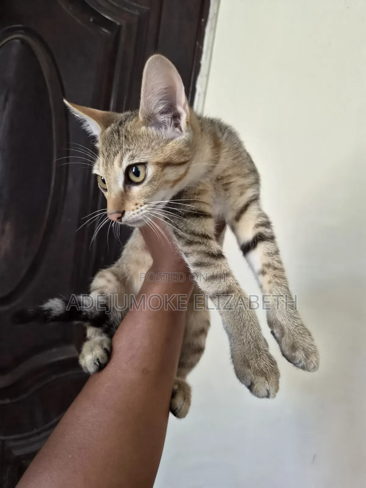 1-3 months Male Purebred Cat