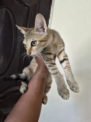 1-3 months Male Purebred Cat