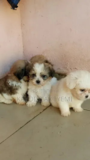 1-3 months Male Purebred Lhasa Apso