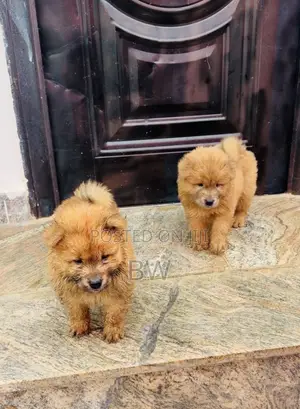 0-1 month Female Purebred Chow Chow