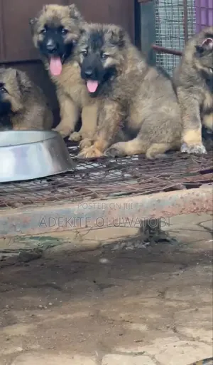 1-3 months Female Purebred Caucasian Shepherd