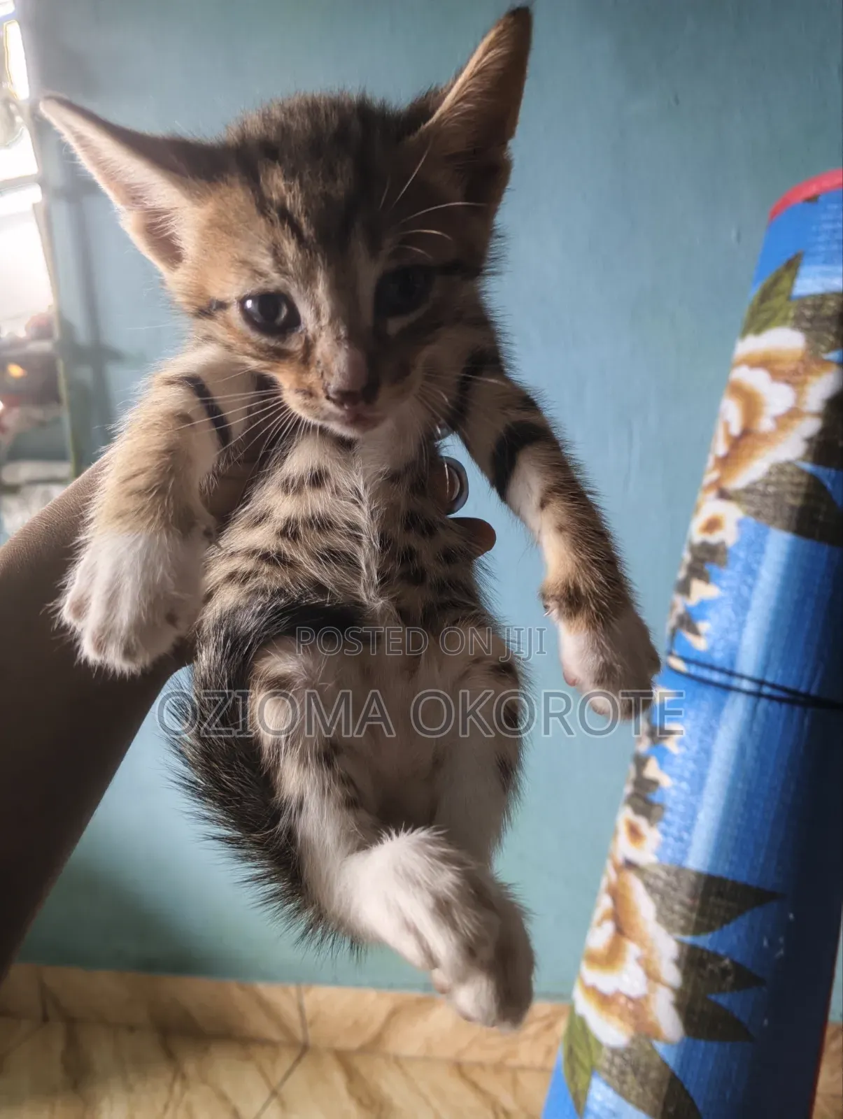 1-3 months Male Mixed Breed Tabby