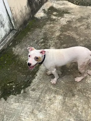6-12 months Male Purebred American Pit Bull Terrier