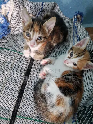 1-3 months Female Mixed Breed Tabby