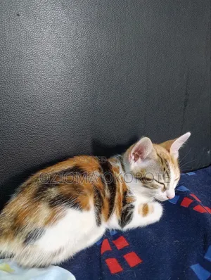 1-3 months Female Mixed Breed Tabby