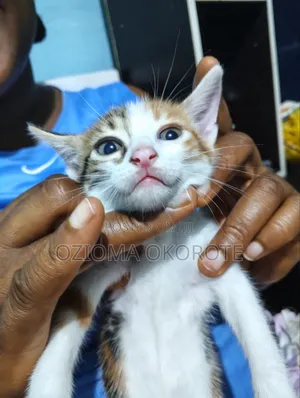 1-3 months Female Mixed Breed Tabby