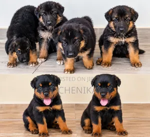 1-3 months Female Purebred Rottweiler