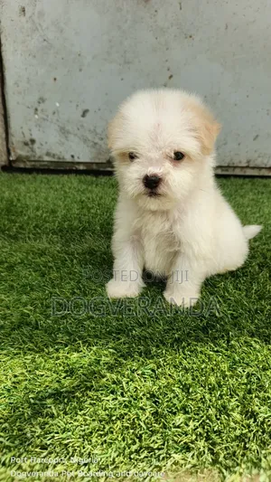 1-3 months Male Purebred Lhasa Apso