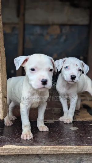 1-3 months Male Mixed Breed Dogo Argentino