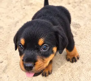 1-3 months Male Purebred Rottweiler