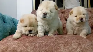 1-3 months Female Purebred Chow Chow