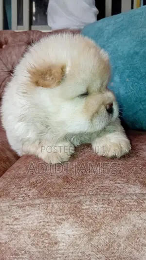 0-1 month Female Purebred Chow Chow