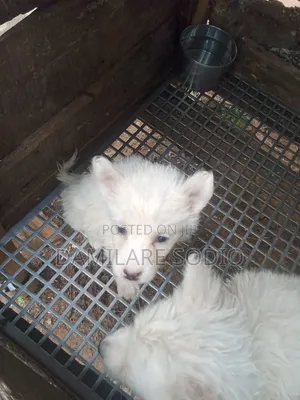 1-3 months Female Purebred American Eskimo