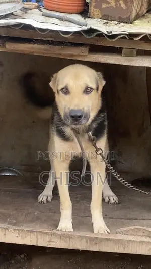 1+ year Male Purebred German Shepherd