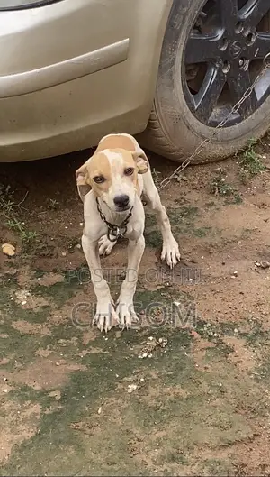 3-6 months Female Purebred American Pit Bull Terrier