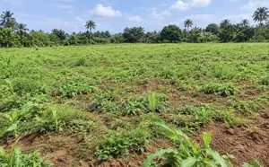 1 Acre of Land for Sale