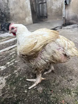 Healthy Broiler Chicken for Sale