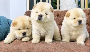 0-1 month Female Purebred Chow Chow