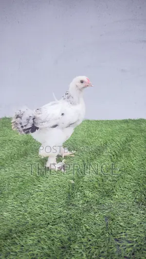 4 Weeks Old Branhma Chicken Available for Sale