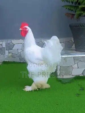 Are You L Ooking for 100% Pure Branhma Chicken?