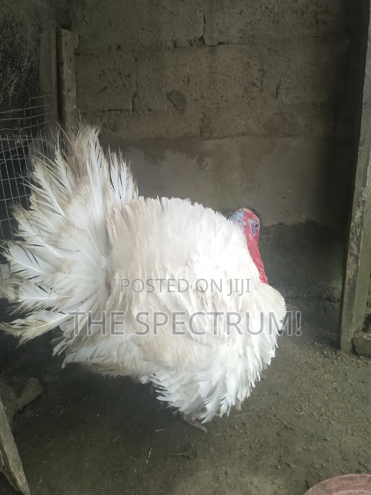 White Male Turkey